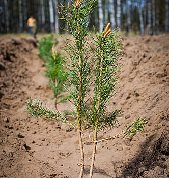 Проект “ПосадиЛес”: посадка деревьев в честь Дня Победы и за мир на Земле
