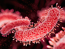 Названа польза пересадки кала