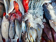 В Россию запретили ввозить рыбу из Японии