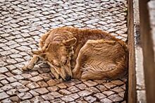 В Липецке потратят 2 млн рублей на отлов и содержание бездомных животных