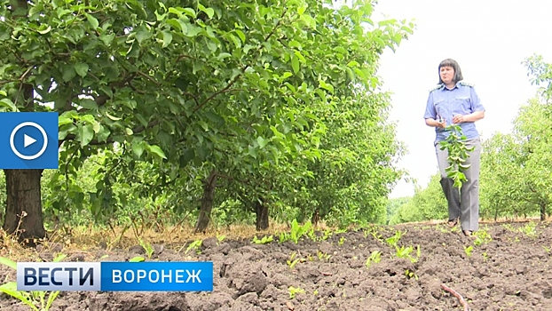 В двух районах Воронежской области удалось остановить опасное заболевание плодовых деревьев