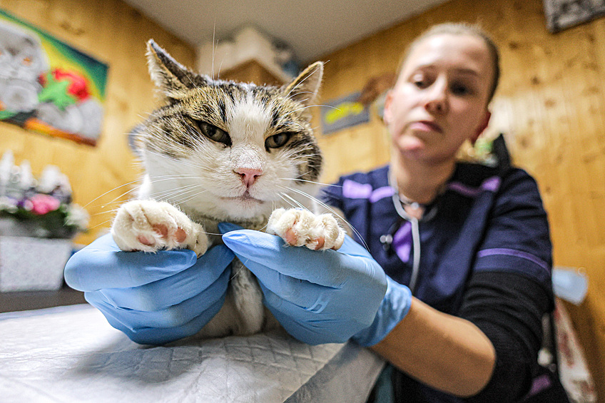 Операция по спасению кошки Муси в Крыму. Спасенная кошка Муся и ветеринарный врач Светлана Власенко в ветеринарном кабинете, февраль 2025 года