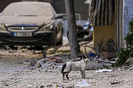 Жители московского района Перово нашли во дворе множество мертвых кошек