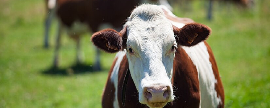 Более 90000 голов скота во всех районах Удмуртии вакцинируют от узелкового дерматита