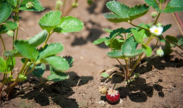 Волгоградские эксперты назвали лучшие способы выращивания земляники