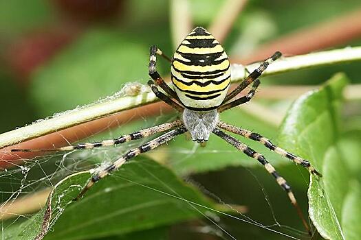 В НГАУ бьют пауков током при создании инсектицида для защиты растений