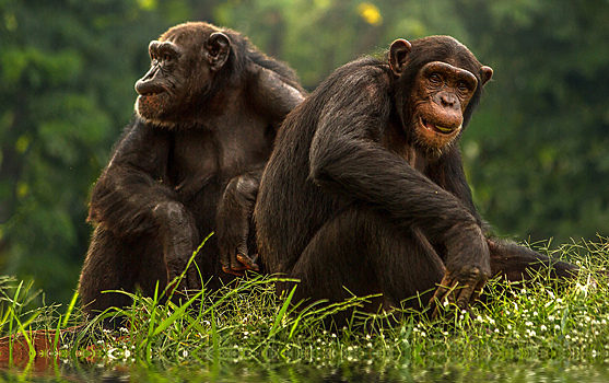 Шимпанзе умеют поступаться собственной выгодой