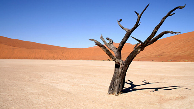 В пустынях Сахара и Сахель обнаружено 1,8 миллиона деревьев