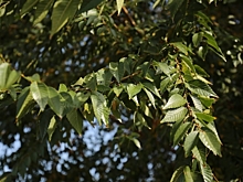 В Волгоградской области в объектив камеры попал редкий белый воробей