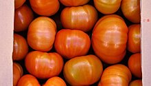 Турция ждет отмены запрета на импорт томатов в Россию