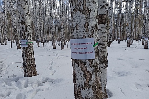 Березовую рощу в Екатеринбурге объявили "народной собственностью"