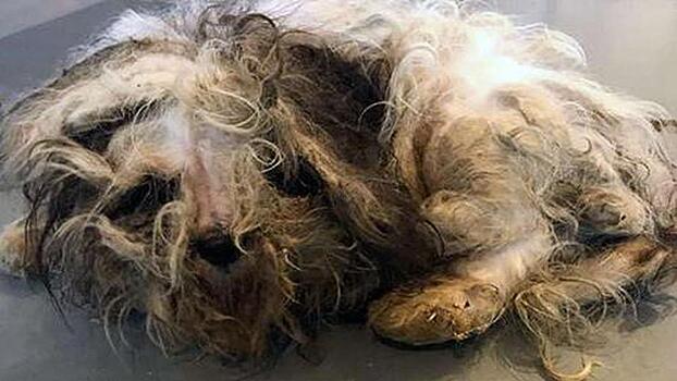 Волонтеры осчастливили грязного бездомного пса в Чикаго