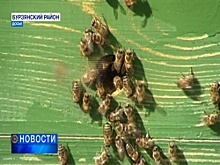 Бурзянская пчела будет спасена