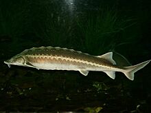 Росрыболовство: Обмеление Нижней Волги угрожает многим видам рыб