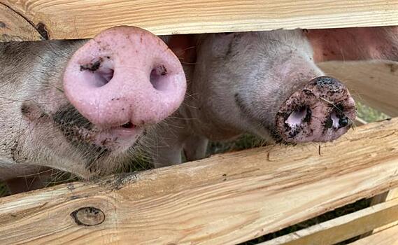 В Курской области от АЧС вакцинировали более 2,5 млн свиней