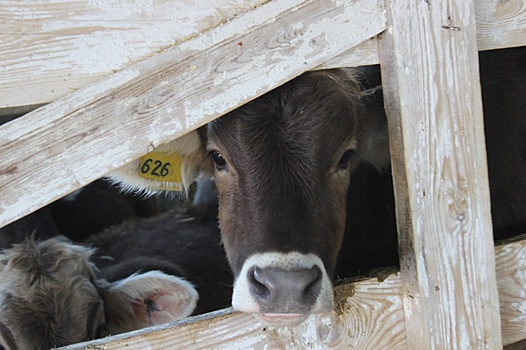 Молочно-товарная ферма на 800 голов КРС введена в эксплуатацию в Ростовской области