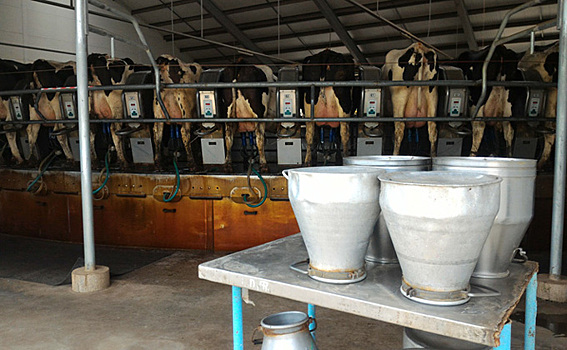 Производители молока бедствуют в Кыштовке