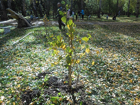 В «Берёзовой роще» посадили сотню молодых деревьев