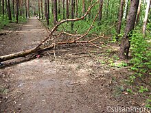   Завьяловский и Увинский районы Удмуртии больше всего пострадали от «чёрных лесорубов»  