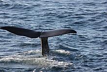 Столичные экологи выступили против увеличения отлова китов