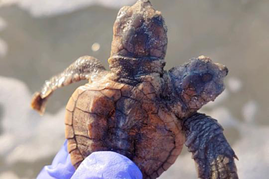 Найдена двухголовая черепаха