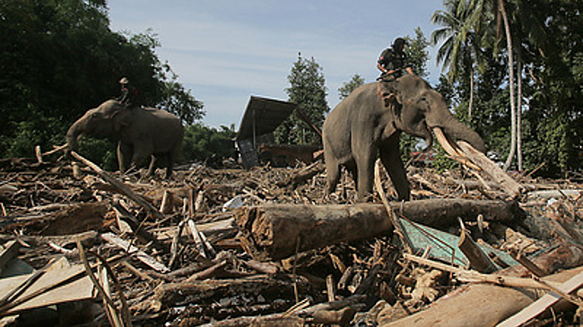 Число жертв наводнений в Индонезии превысило 1,1 тыс.