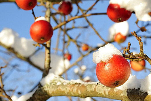 Как приживается на Сахалине белорусский яблонево-грушевый сад