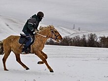 "Татарские лошади должны остаться, чтобы о них и через 1000 лет все знали"