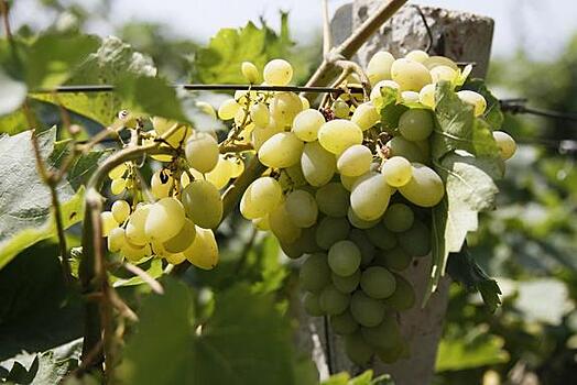 Виноградари Краснодарского края собрали богатый урожай янтарной ягоды