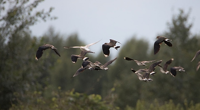 Лето всё: ярославские птицы полетели на юг. Смотрим красивые фото