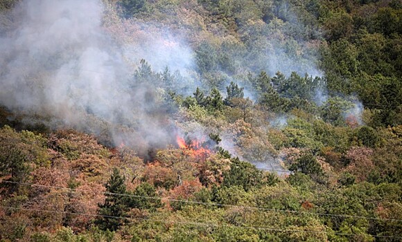 Лесной пожар в Геленджике стал крупнейшим с 2015 года
