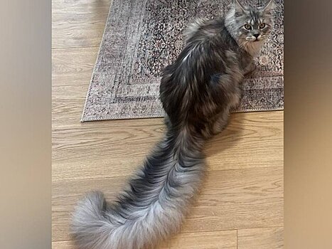 Кот из Миннесоты попал в Книгу рекордов Гиннесса за самый длинный хвост