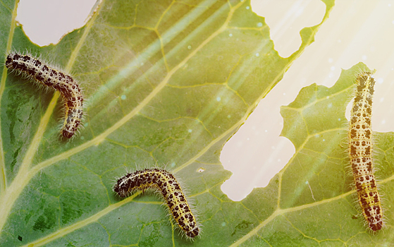 Глобальное потепление поможет распространиться гусенице-вредителю
