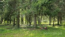 2,5 тысячи деревьев планируют высадить в Вологде до конца года