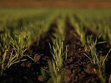 Топ главных вредителей и болезней озимых культур осенью 2021