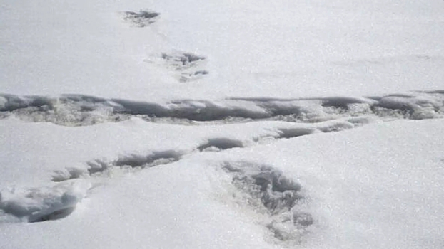 В Великобритании туристы обнаружили следы «снежного человека»