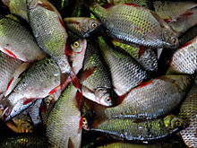 Подмосковные водоёмы ждут рыбаков