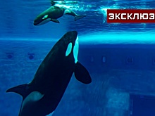 В «Москвариуме» рассказали о судьбе косатки Наи после смерти детеныша