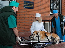 С начала года службой ветеринарной помощи на дому проведено более 1400 выездов