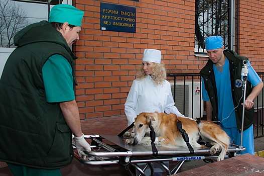 С начала года службой ветеринарной помощи на дому проведено более 1400 выездов