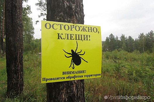 В Свердловской области зарегистрирован первый укус клеща