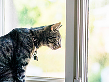 Открытые окна и любопытство: чем грозит кошке падение с высоты?