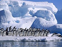 Как массовый туризм убивает дикую природу Антарктиды
