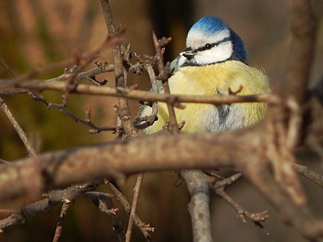 Понаблюдать за птицами можно будет на экскурсии по комплексу «Кузьминки-Люблино»