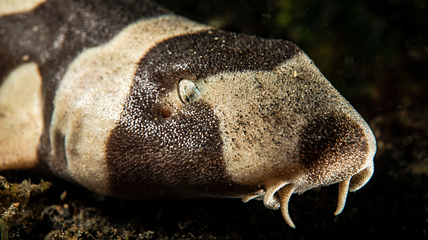 Как «ходячая» акула удивила ученых