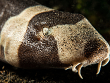 Как «ходячая» акула удивила ученых