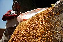 В Госдуме объяснили отказ Египта от закупок российской пшеницы