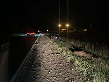 Женщина получила травмы в ДТП с участием лося в Игринском районе