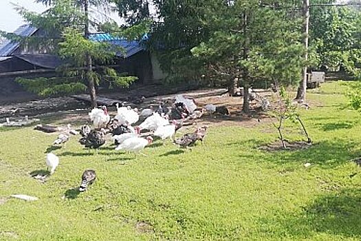«Дальневосточный гектар» помогает развивать птицеводство