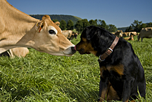 Видео об удивительной дружбе пса и коровы